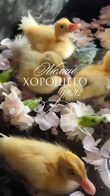 InShot_20260420_131349829