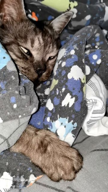 База ХВОСТЯТ вызывает Гуччи! Приём... А он спит и видит десятый сон 😼📡💤