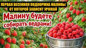 Первая весенняя подкормка малины, от которой зависит урожай