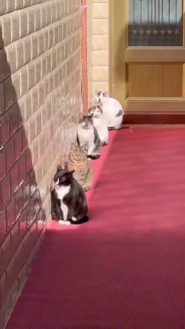 Место для зарядки котов