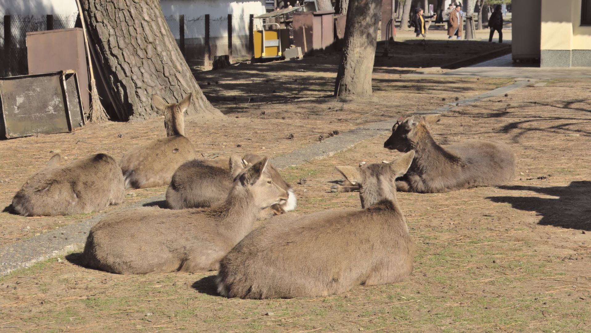 Кормление оленей печеньем в парке города Нара