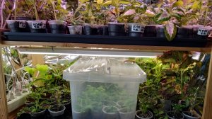 Цветочная рассада на 20.04.2026