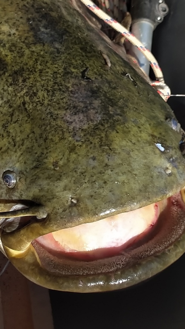 Сом на Квок от Саныча. И снова семейная пара с трофеем 👍👏🎣🐋 #сом # сомНаКвок