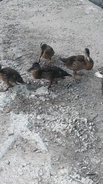 ПРИШЛИ НА НАШ ГОЛОС!!!