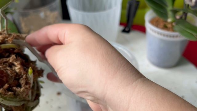 Пересадка орхидеи. Почему , зачем и как ?