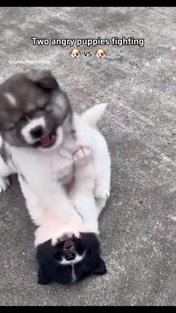 СМЕШНЫЕ КОТЫ 😺 2026 ЛУЧШИЕ ПРИКОЛЫ С КОТАМИ ,КОШКАМИ ,ЖИВОТНЫЕ,СМЕШНЫЕ ВИДЕО