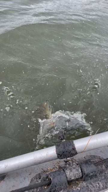 Весенний спиннинг (поймал-отпустил)