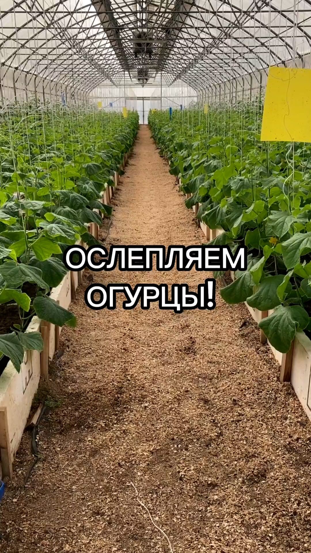 ЭТО поможет получить огромный урожай ОГУРЦОВ!