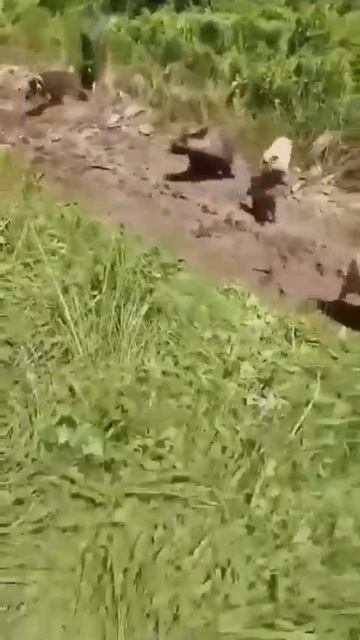 В Дагестане медведь напал на овцу.