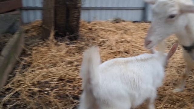 Козлик и мама-коза