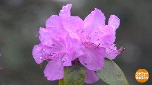 Страна цветет! Доброе утро. Фрагмент выпуска от 20.04.2026