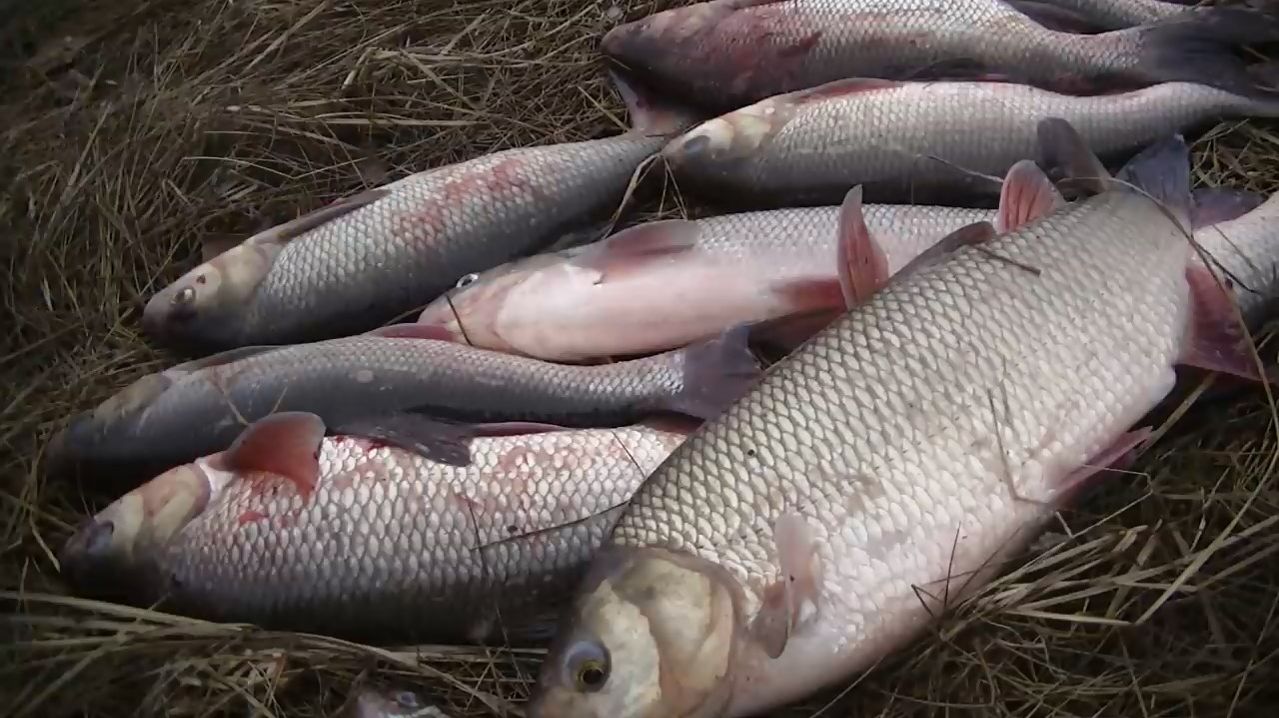 Открытие сезона рыбалки по открытой воде!  Язь жирует!