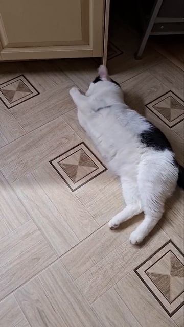 Наш милашка Роки❤️