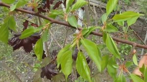 ПОЧЕМУ Я НЕ ОБРАБАТЫВАЮ ХОРУСОМ И СКОРОМ. Обработки в мае. #ВиталийОрех #Виталий7соток