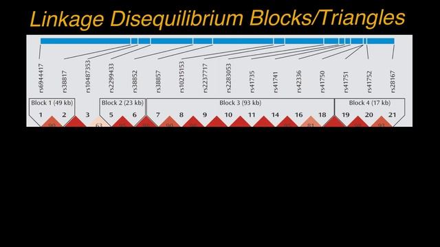 How To Analyze Linkage Disequilibrium Blocks, LD Maps, LD Blocks, LD Triangles