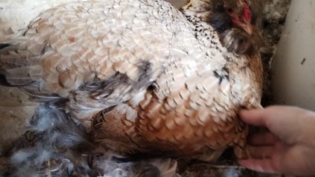 20.04.2026г Подключили телевизор. Распускаться нарциссы.Курочка 🐣 и утка 🦆 на яйцах.Всё хорошо 👍