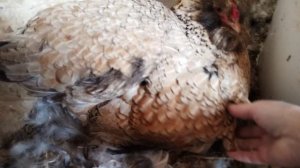 20.04.2026г Подключили телевизор. Распускаться нарциссы.Курочка 🐣 и утка 🦆 на яйцах.Всё хорошо 👍