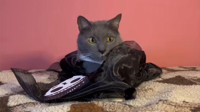 DOORS В РИАЛЬНОЙ ЖИЗНИ - КОТИКИ В ОТЕЛЕ