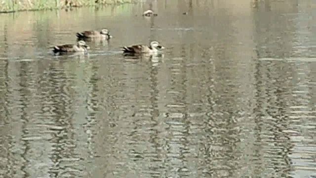 Унас на районе 103. Утиная заводь