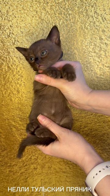 Котята бурма