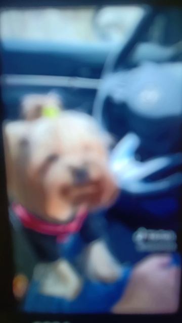 собака 🐾🐾