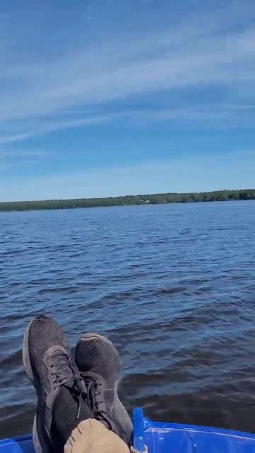 волга дубовая