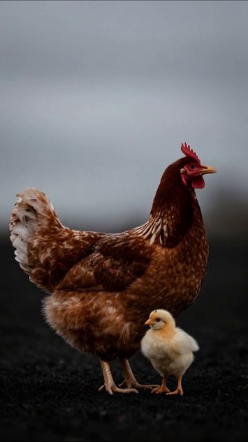 Мама-курочка и ее цыпленок #курица #цыпленок #семья