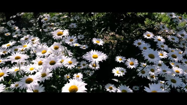 Ах станица моя саманная_