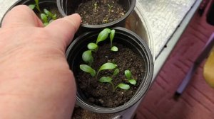 Понедельник день тяжёлый.