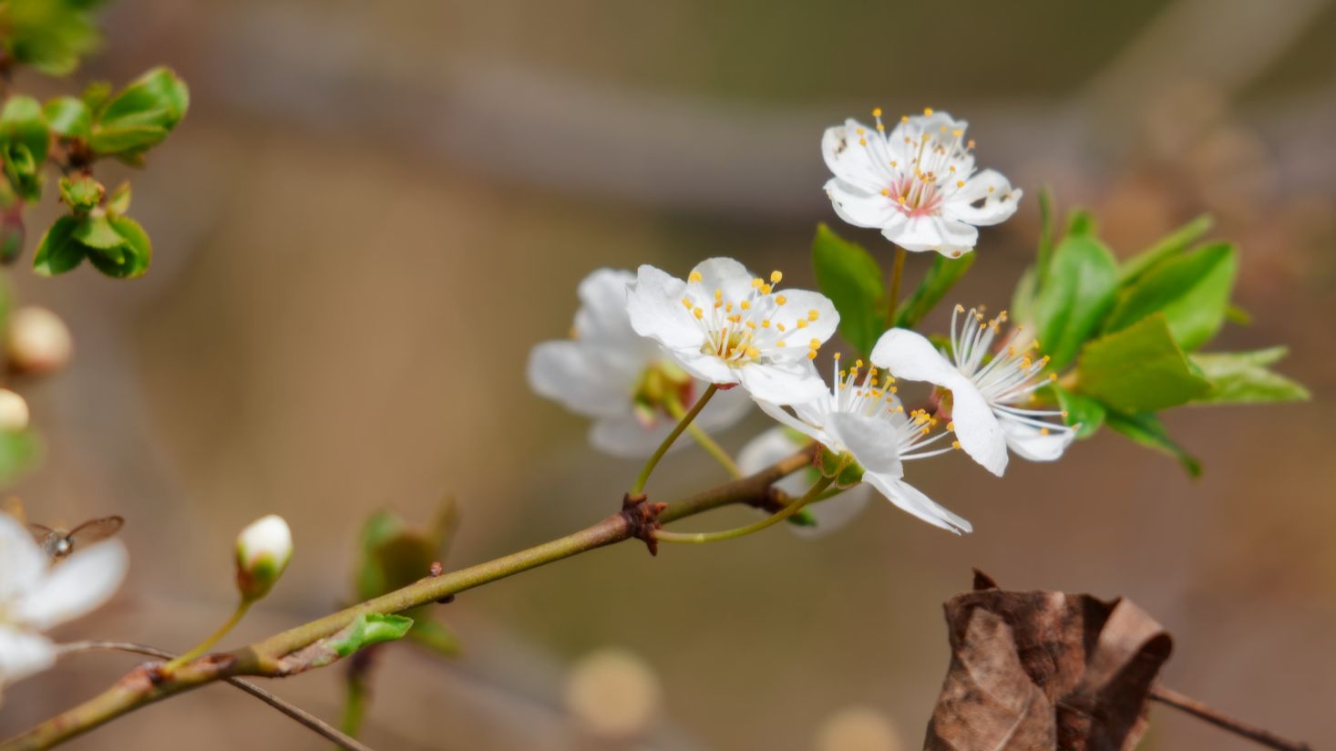 Весенний лес, релакс, пение птиц, Воронеж, НИИЛГиС