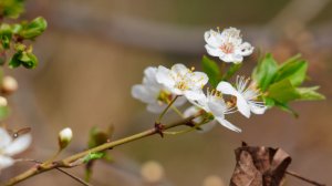 Весенний лес, релакс, пение птиц, Воронеж, НИИЛГиС