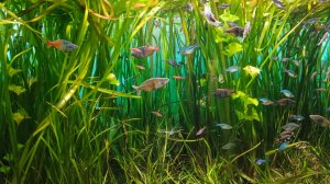 Москвариум