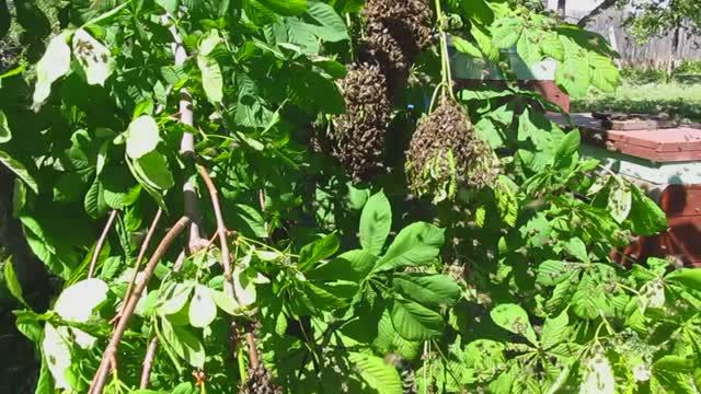 Определяем откуда вышел рой пчёл