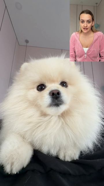 СОБАЧИЙ ПСИХОЛОГ НУЖЕН? 🤓