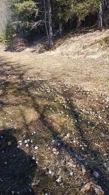 Подснежники на территории гостиницы Усадьба Арлазорова