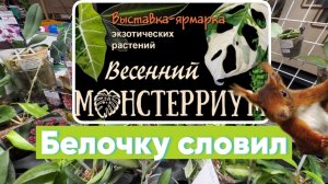 Мои приобретения на Монстерриуме 2026