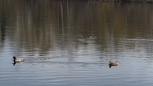 Парочка на пруду