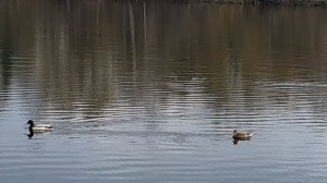 Парочка на пруду