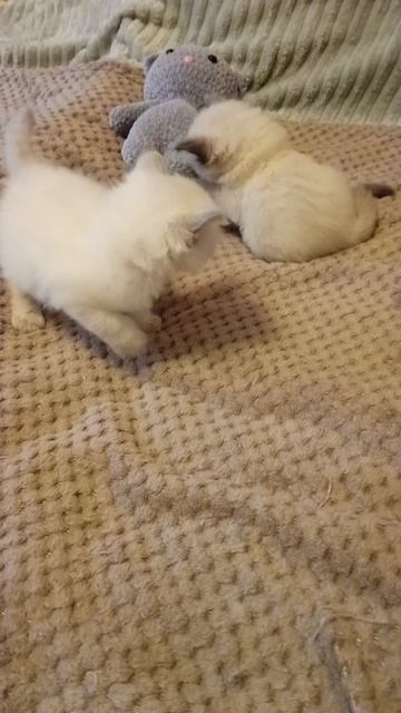 Первая видеосессия котят Ирмы и Искандера помёта от 18.03.26г.🐱