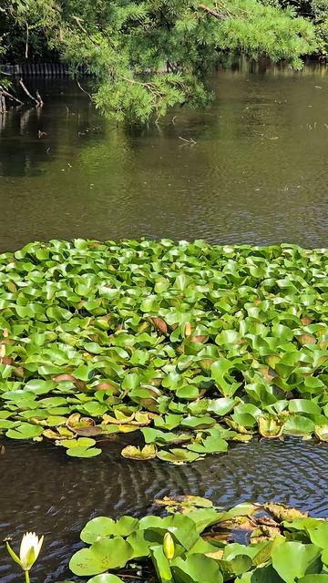 Озера в парке Мэйдзи, Токио, Япония