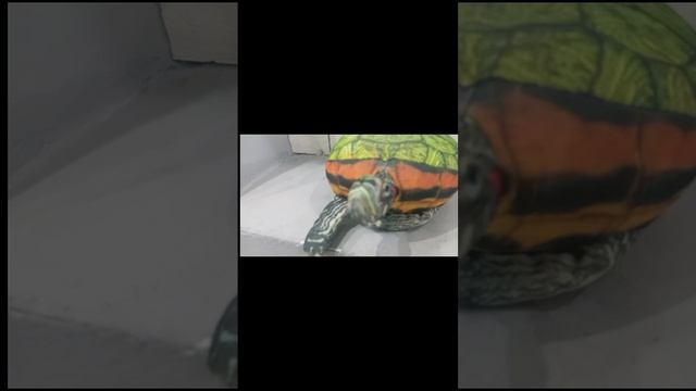 блопшоу 2 сезон 1серия уборка#блоптоп