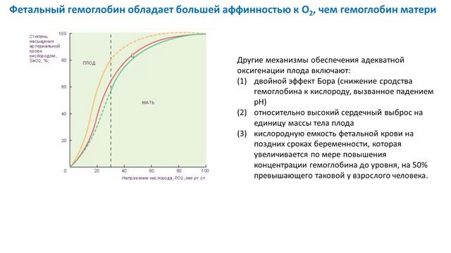 Физиология ребенка. Л18. Гемодинамика. Часть 1. Гайнуллина Д.К.
