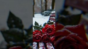 ✨цыганские❤ песни🎧 ✨"роза красная завяла🥀 " ашунэн ромалэ зор и зор 🤝