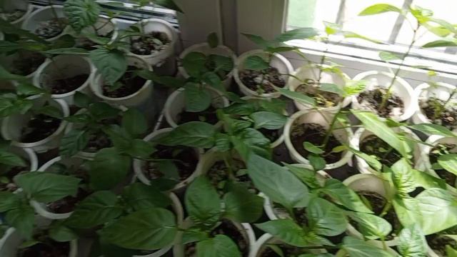 сибирский огород