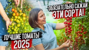 Лучшие томаты 2025 — проверено! Урожай гарантирован в 2026 ✅