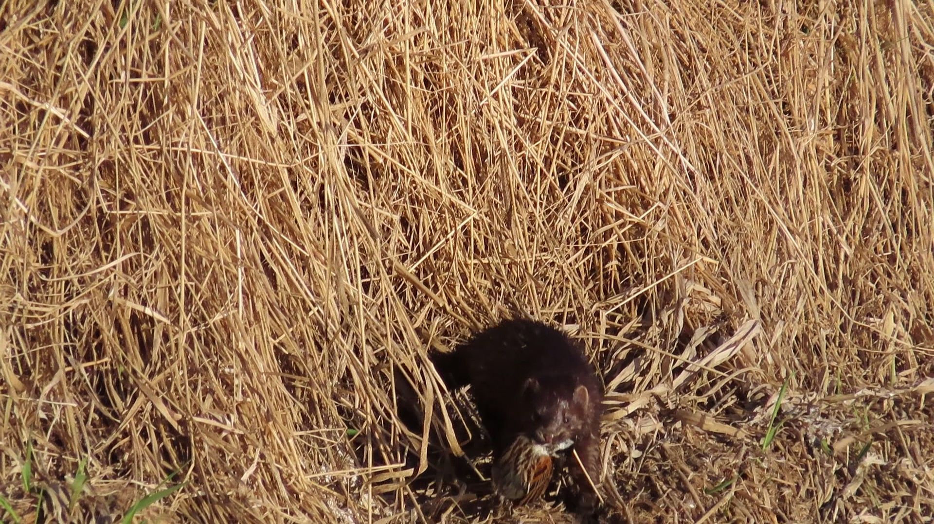 Неудачный день для тростниковой овсянки