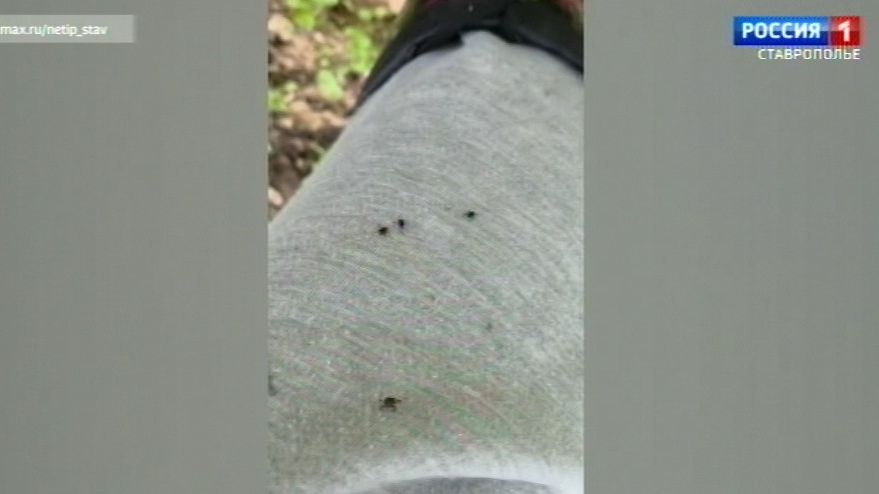 В лесах Ставрополья активизировались клещи