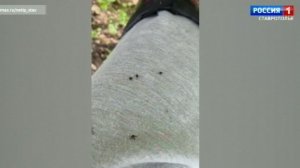 В лесах Ставрополья активизировались клещи