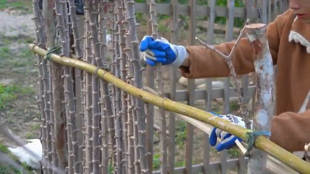 Построить вокруг дома забор из стеблей маниоки выглядит потрясающе