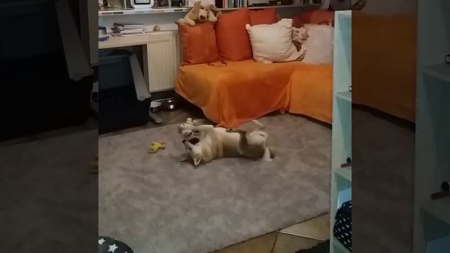 Танец  с игрушкой щенка сиба ину #Shorts#